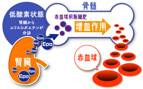 増血作用