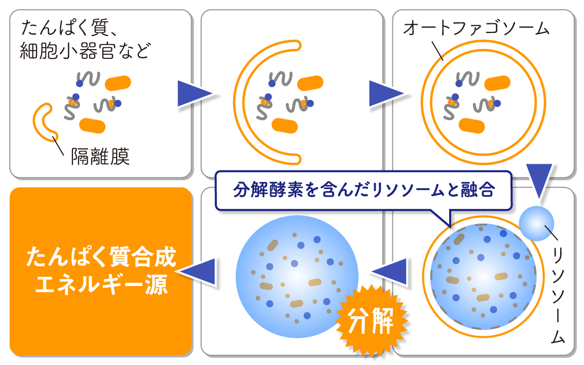 アンチエイジング